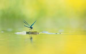 Banded demoiselle