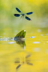 Banded demoiselle