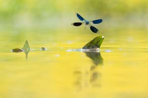 Banded demoiselle