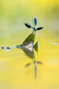 Banded demoiselle