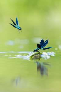 Banded demoiselle