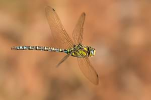 Blue hawker