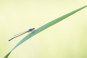 Blue-tailed damselfly