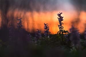 Bulbous-corydalis