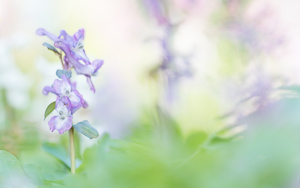 Bulbous Corydalis