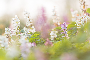 Bulbous Corydalis