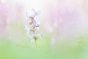 Bulbous Corydalis