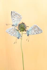 Chalkhill blue