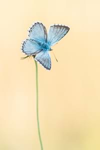 Chalkhill blue