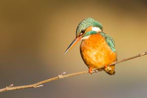 Common Kingfisher