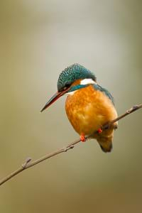 Common Kingfisher