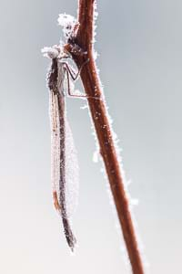 Common winter damselfly