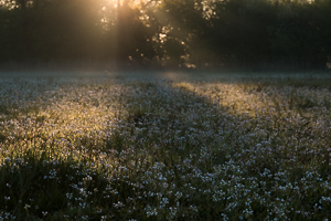 Cuckooflower