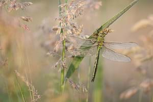 Emperor Dragonfly (female)