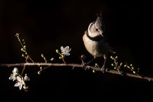 European crested tit