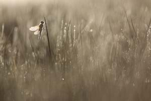 Four-spotted chaser