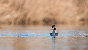 Great crested grebe