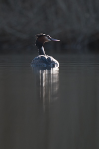 Great crested grebe