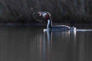 Great crested grebe