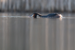 Great crested grebe