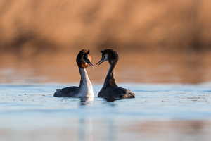 Great crested grebe