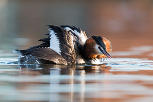 Great crested grebe