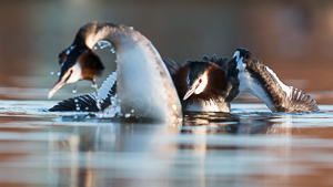 Great crested grebe