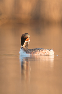 Great crested grebe