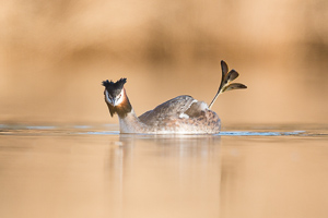 Great crested grebe