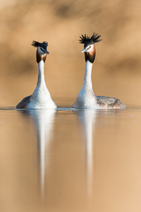 Great crested grebe