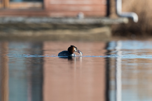 Great crested grebe