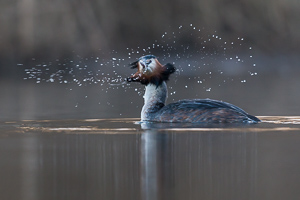 Great crested grebe