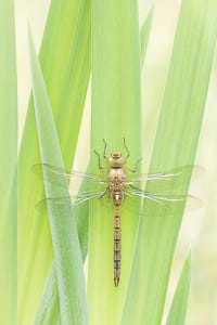 Green-eyed hawker