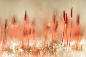 Haircap moss in the melting frost