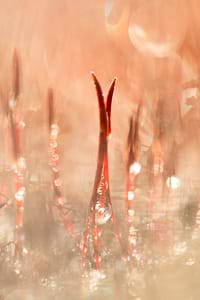 Haircap moss in the melting frost