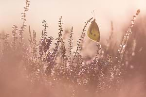 Large white