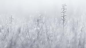 Lesser butterfly-orchid