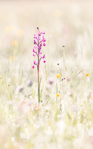 Loose flowered orchid