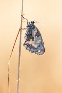 Marbled white