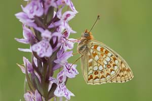 Niobe fritillary