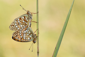 Niobe fritillary