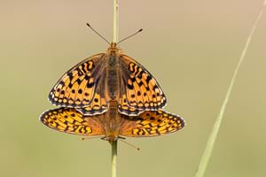 Niobe fritillary