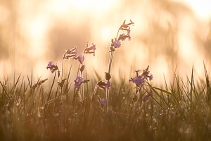 Red campion