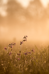 Red campion