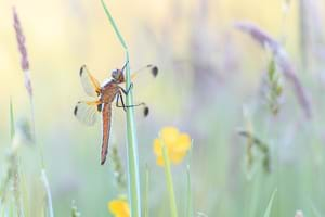 Scarce chaser