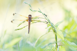 Scarce Chaser