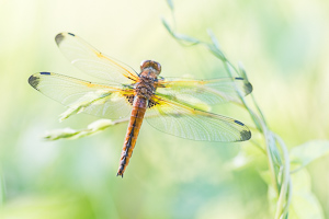 Scarce Chaser