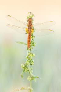 Scarlet dragonfly