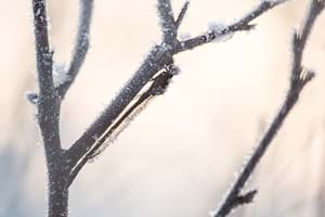 Siberian Winter Damsel