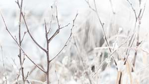 Siberian Winter Damsel